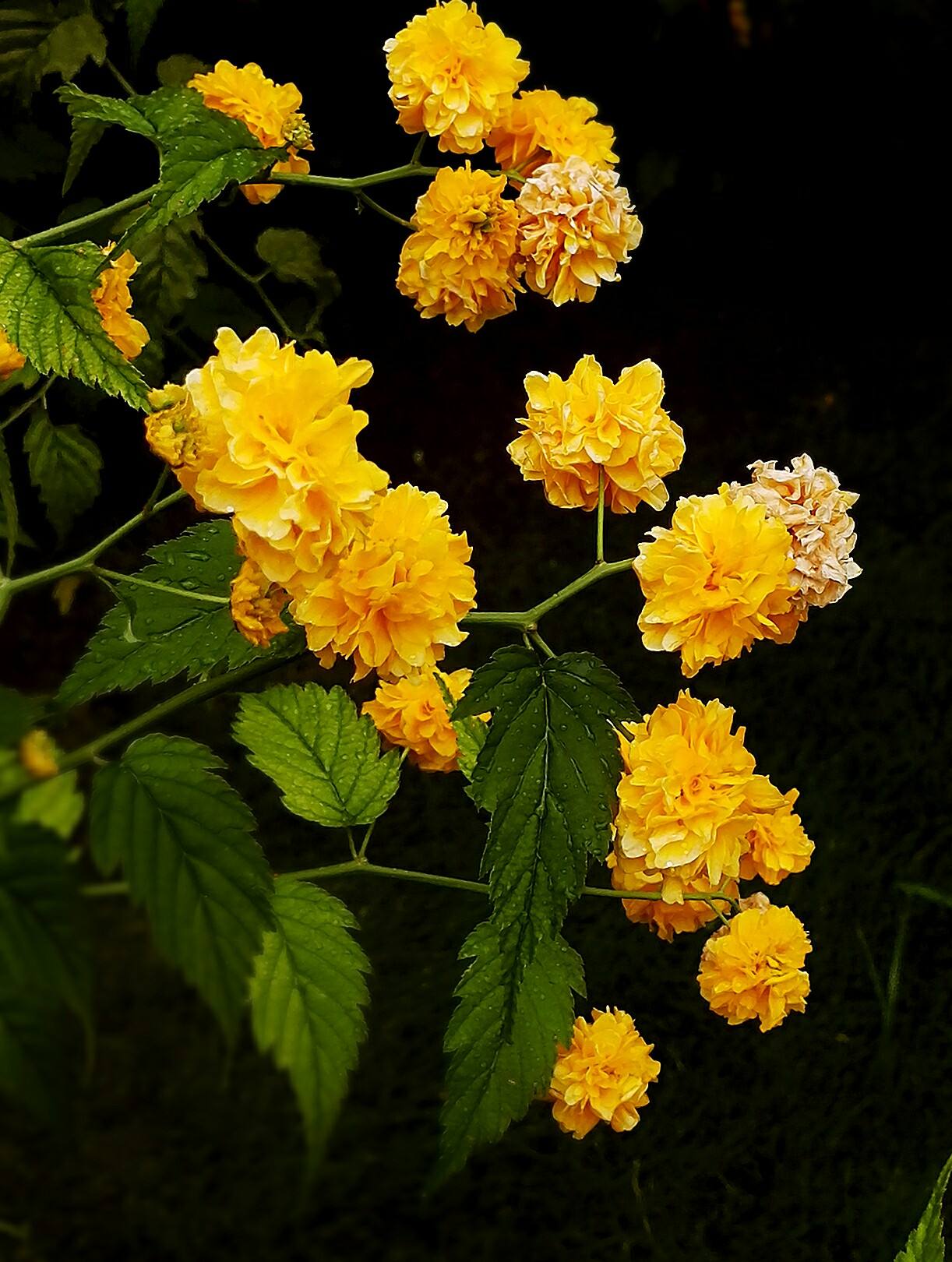棣棠花属
