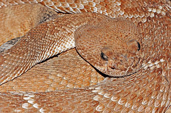  p>南美响尾蛇(crotalus durissus)是一种分布在南美洲的响尾蛇.