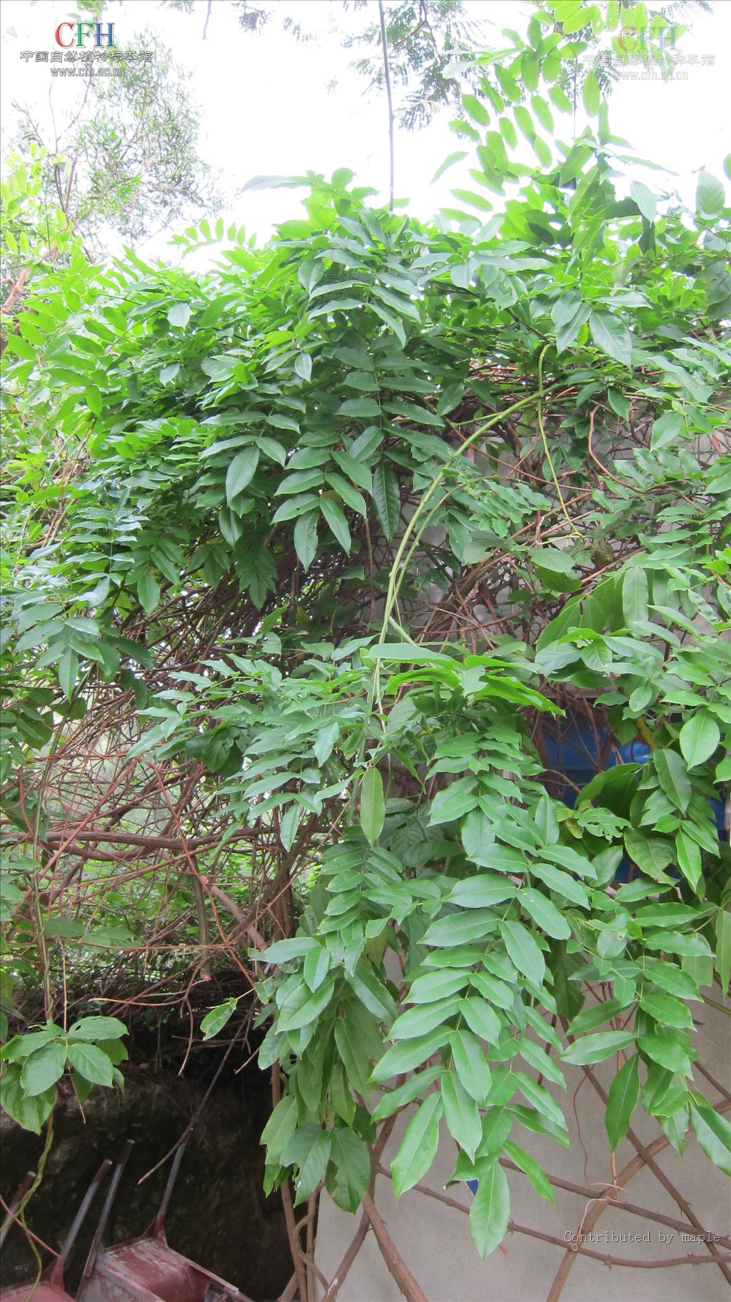  p>猪腰豆属(whitfordiodendron elmer), a href="#">双子叶植物纲 /a