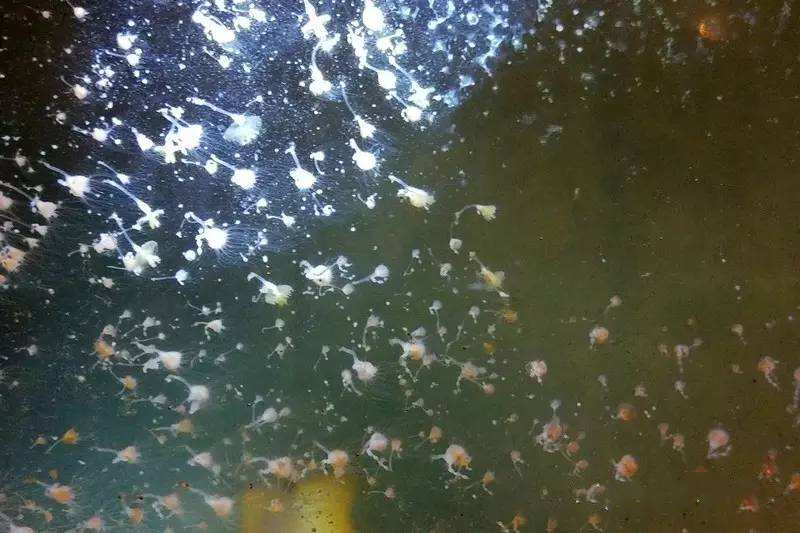 浮浪幼体或实囊幼虫