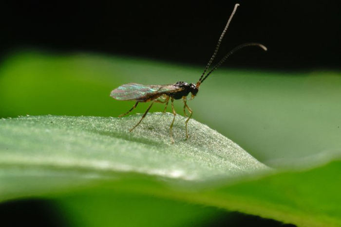 于 a href="#" data-lemmaid="21285">水稻 /a>稻田,隶属于茧蜂科的 a