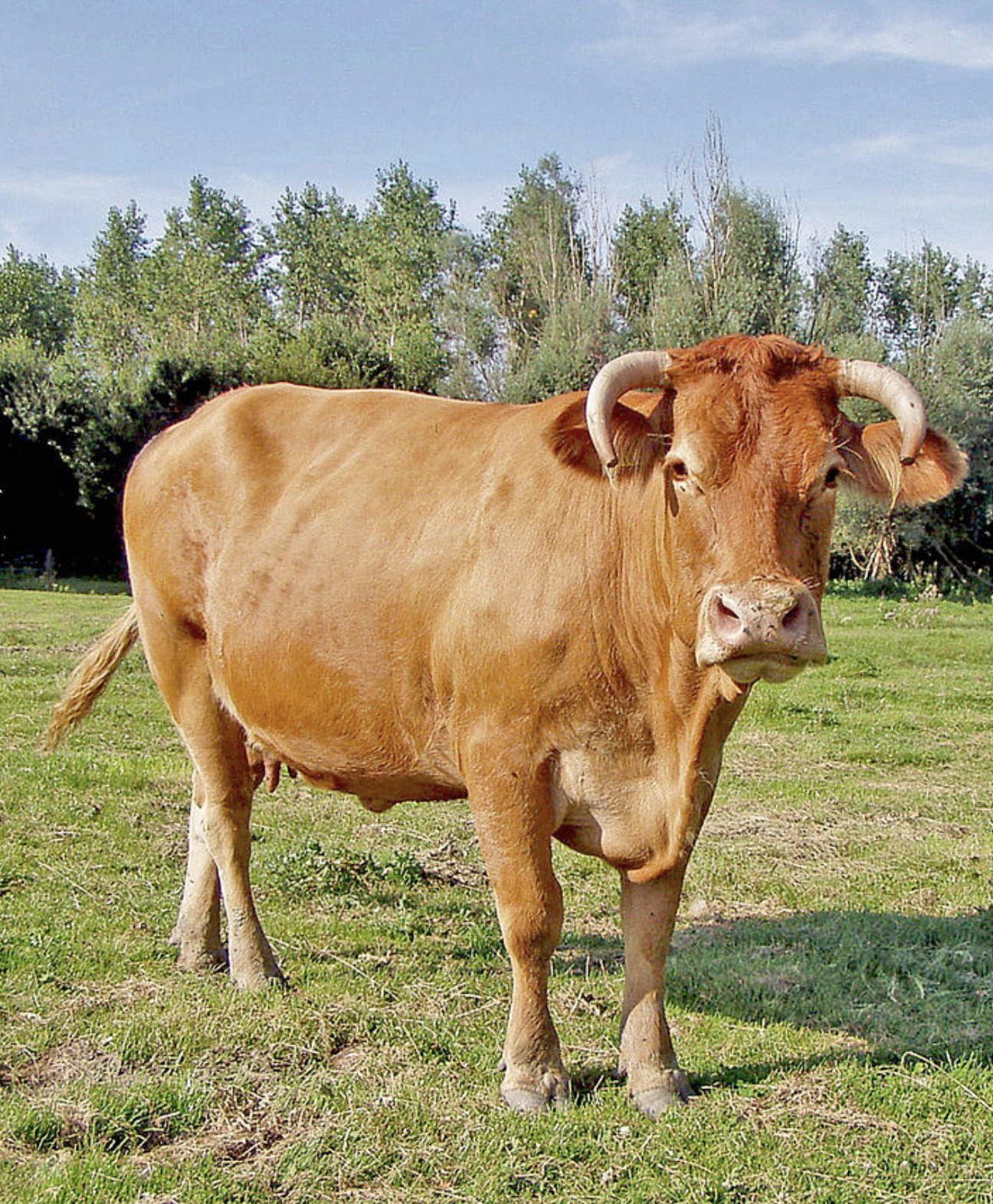  p>爪哇野牛(学名: i>bos javanicus /i>)是牛科,牛属动物.