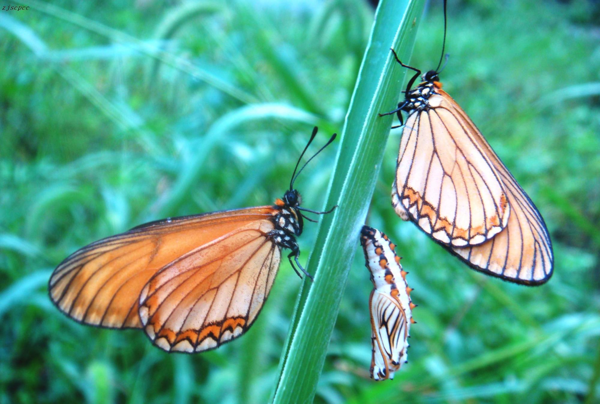  p>苎麻珍蝶是翅橙黄色或褐色,外缘有宽的黑色带,黑色带外缘锯齿形