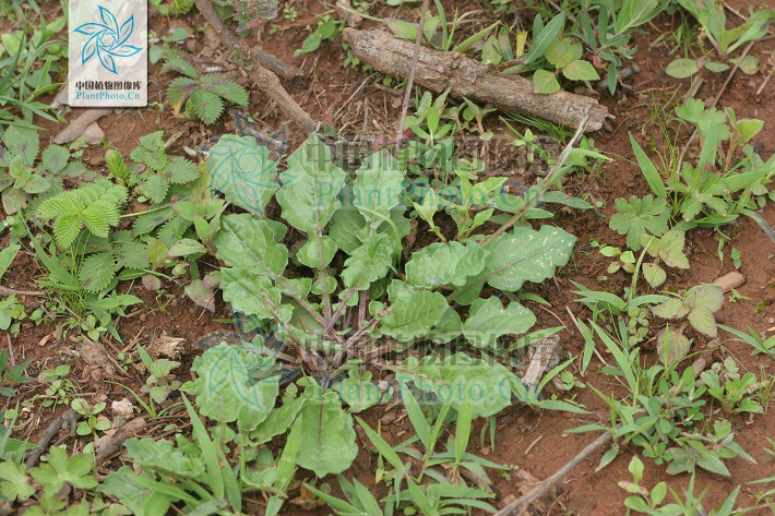  a href="#" data-lemmaid="1317347">大丁草属 /a>植物,根状茎细弱