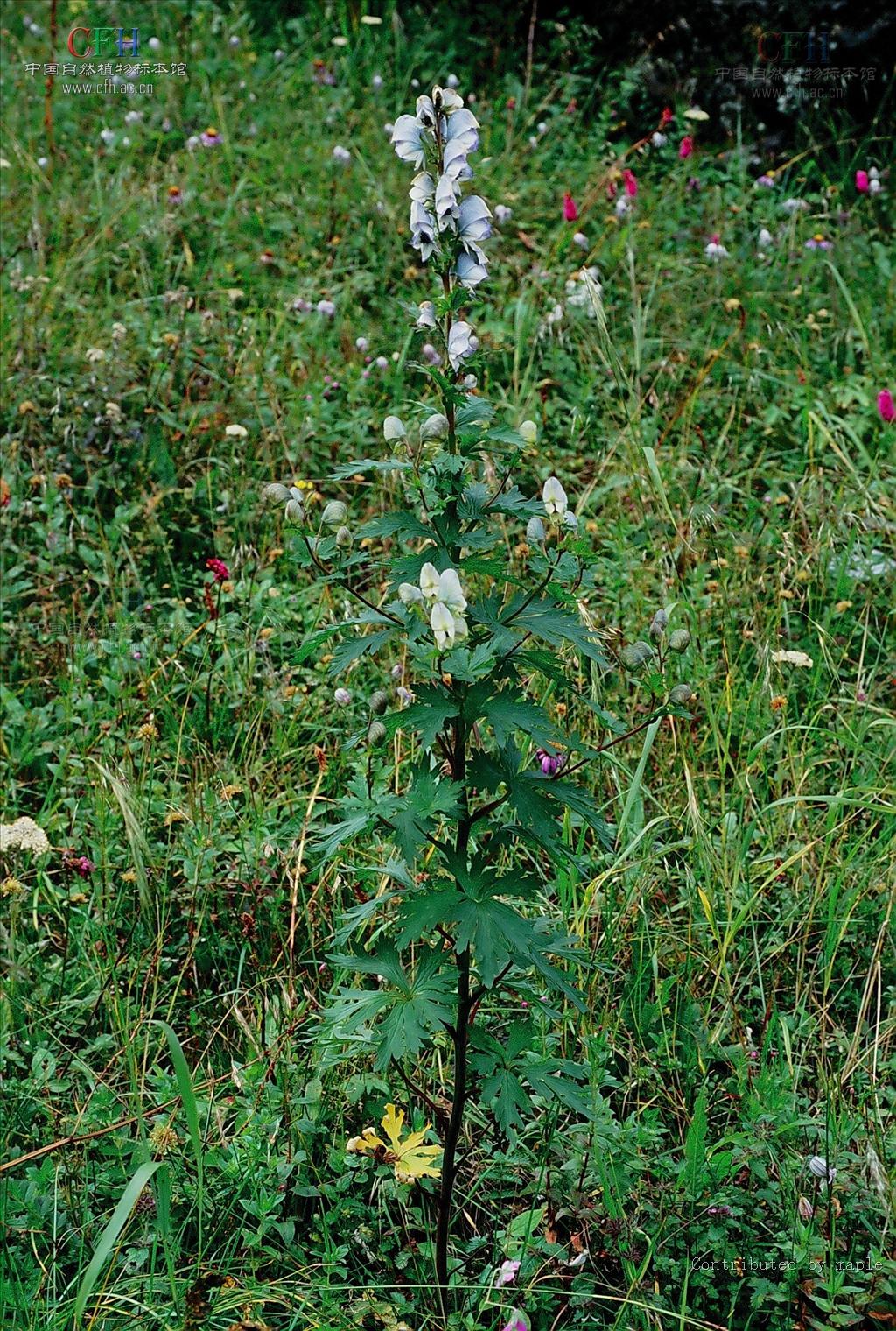  p>短柄乌头(学名: i>aconitum brachypodum /i> diels)是毛茛科,乌头