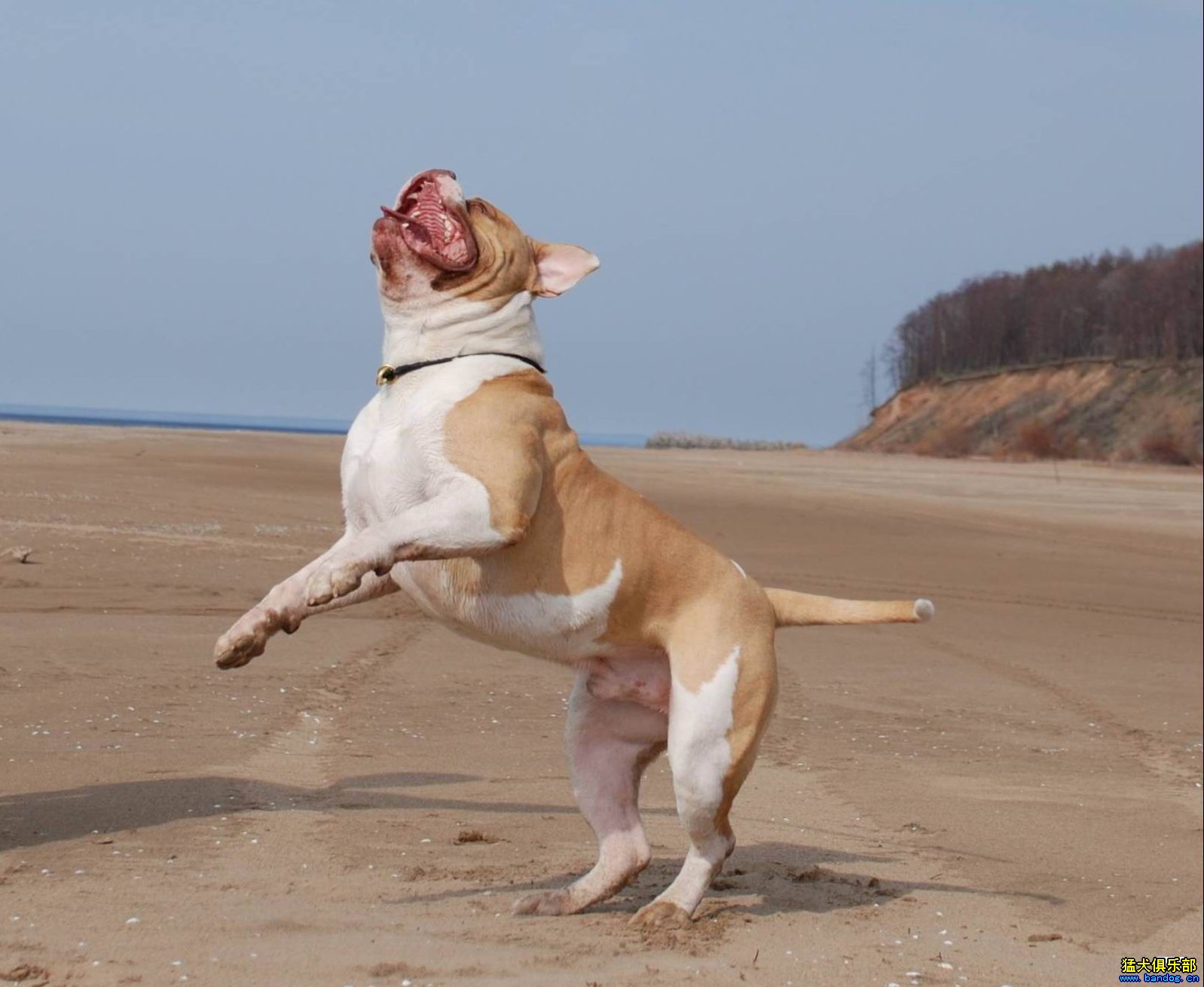  p>具有传奇色彩的俄罗斯斗牛犬是一种打斗犬,现在人们把它统一称为"