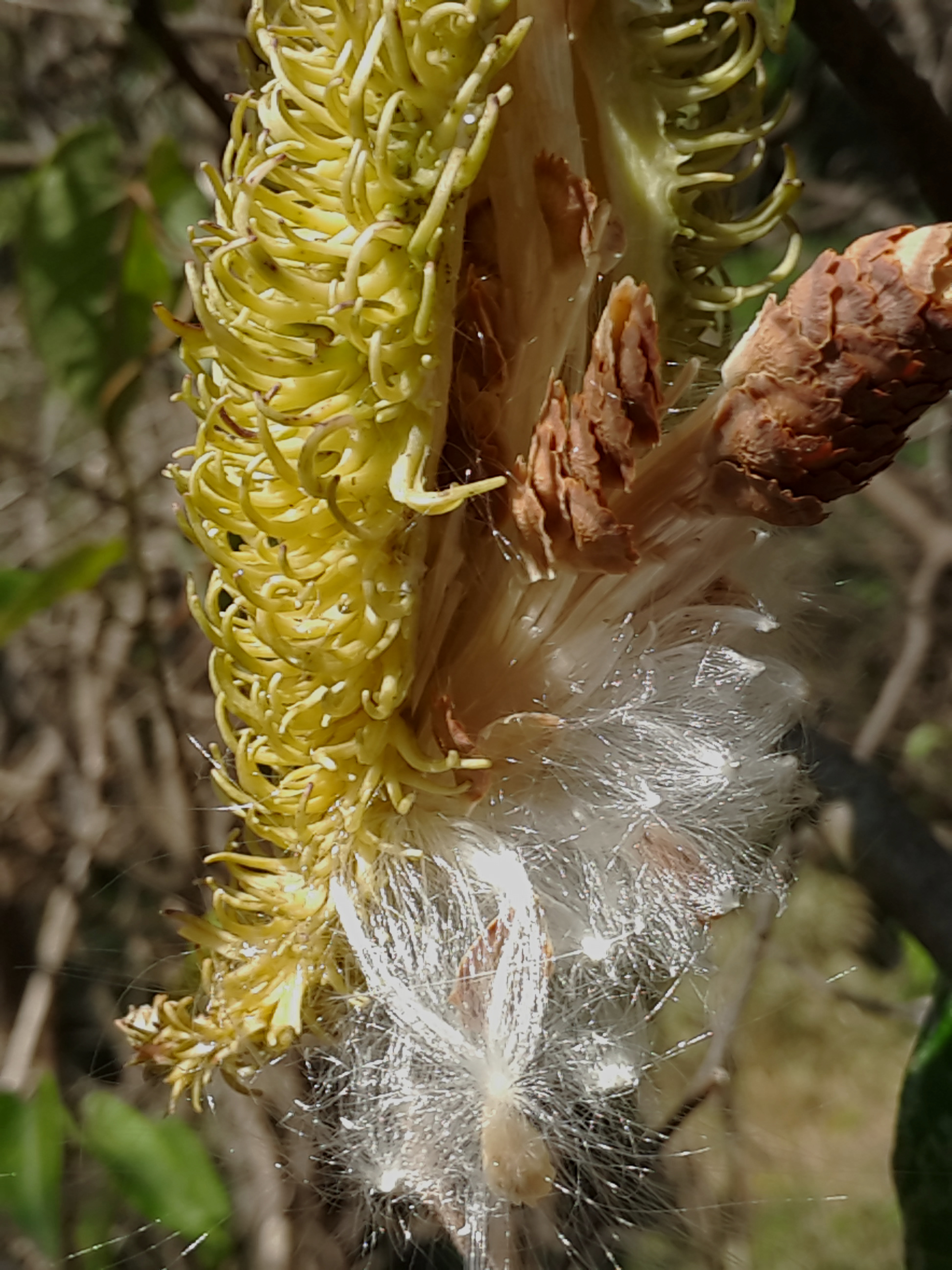  p> b>刺瓜 /b>(学名: i>cynanchum corymbosum /i>)是萝藦科 a href=