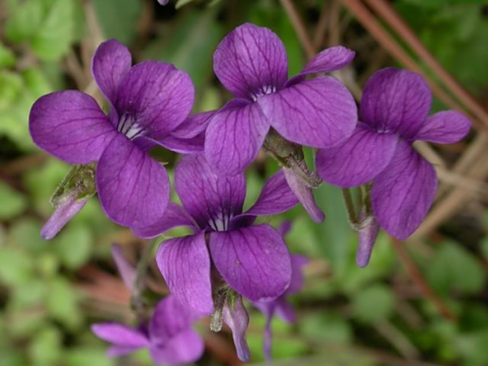 宿根花卉 百度百科