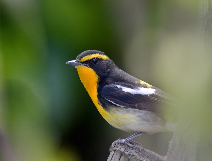 1  2009年 a href="#" data-lemmaid="278334">鸟类 /a>红色名录.