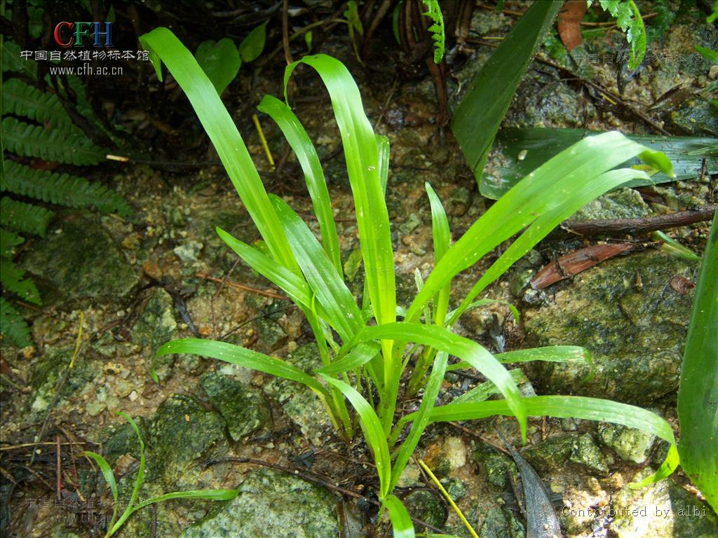  p>地毯草(学名:axonopus compressus (sw. ) beauv.