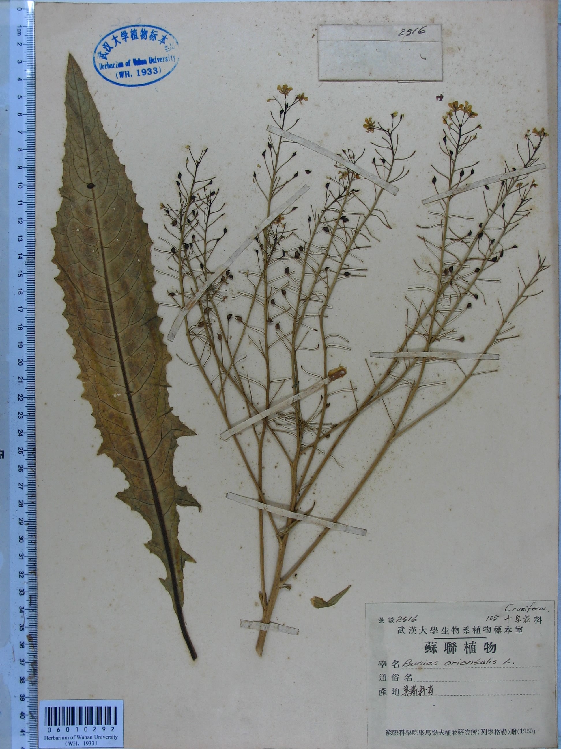 基生叶有长柄,羽状深裂,顶裂片大;茎生叶无柄, a href="#" data-lemma