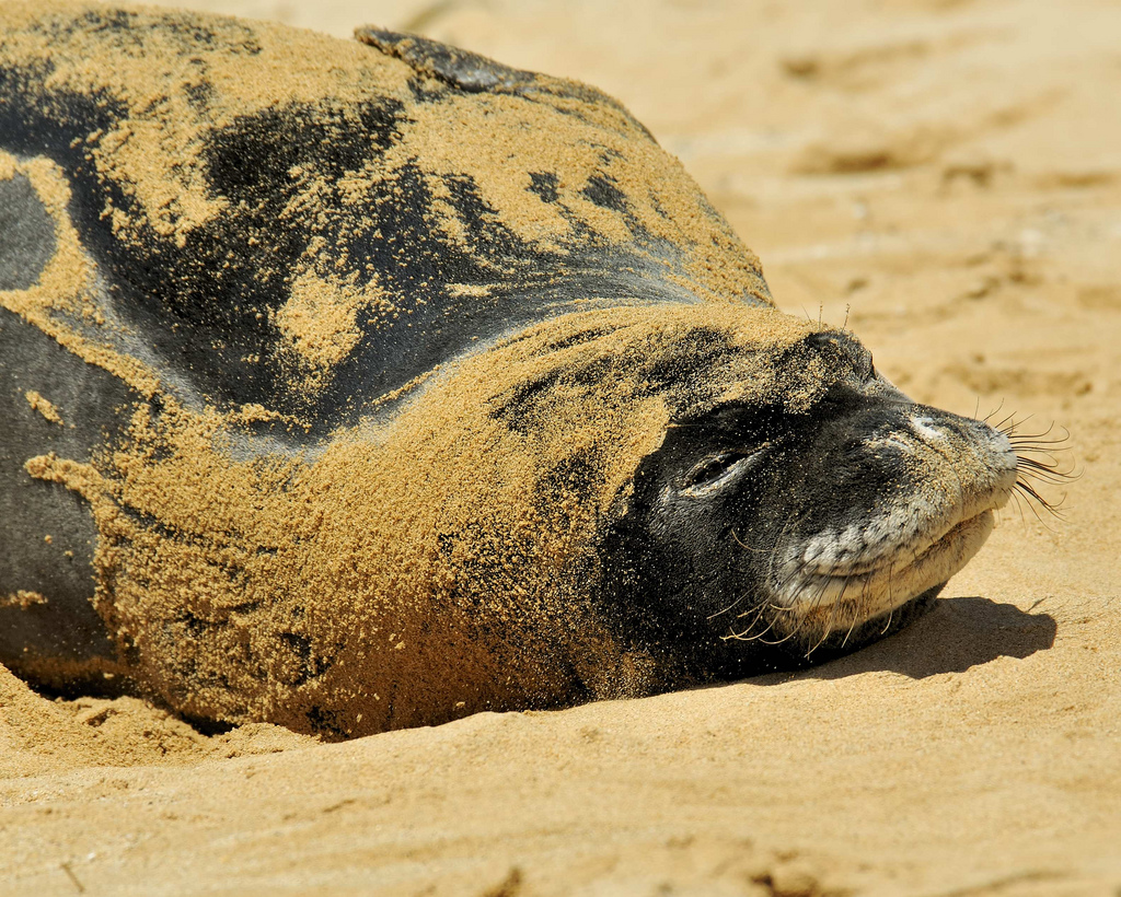  p>夏威夷僧海豹(学名:monachus schauinslandi)在 a href="#" data