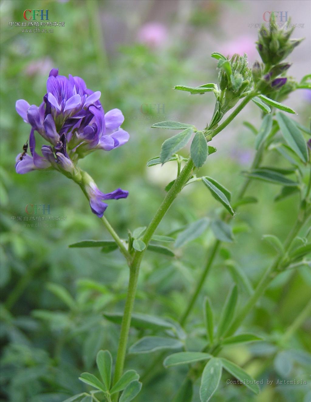 medicago sativa l.
