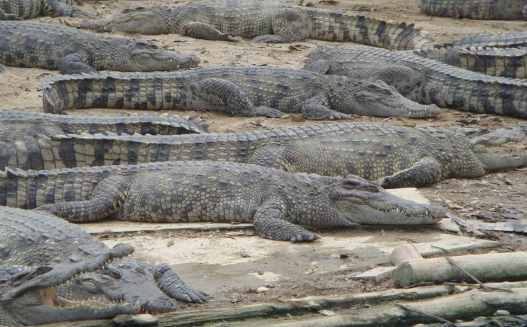  p>奥利诺科鳄, i>crocodylus intermedius  /i>(graves, 1819),是鳄