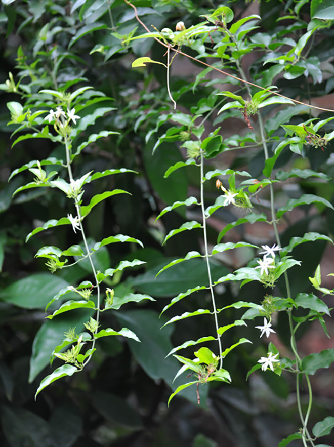  p>青藤仔,是 a target="_blank" href="/item/双子叶植物纲/229183"