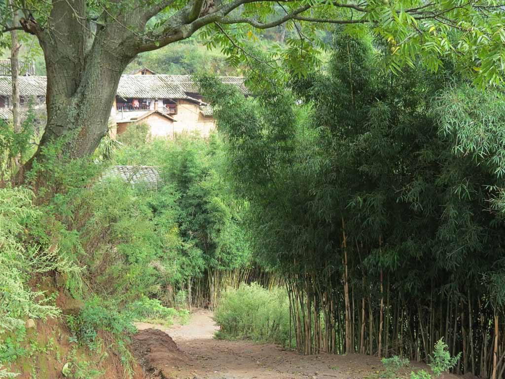 大箐村