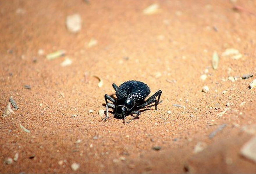  p>纳米布沙漠甲虫(namib desert beetle),翅亚纲,鞘翅目,主要生活于