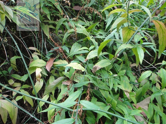  p>鳄嘴花(clinacanthus nutans (burm. f.) lindau var.