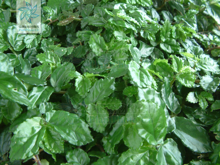  p data-id="tbjc0mxgltij">吐烟花( i>pellionia repens /i> (lour.