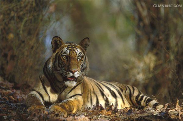 ">老虎 /a>的 a target="_blank" href="/item/指名亚种/6857012"