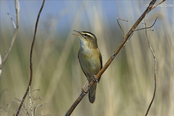 p>芦苇莺(学名 i>acrocephalus scirpaceus/i:体型较小,翅长52