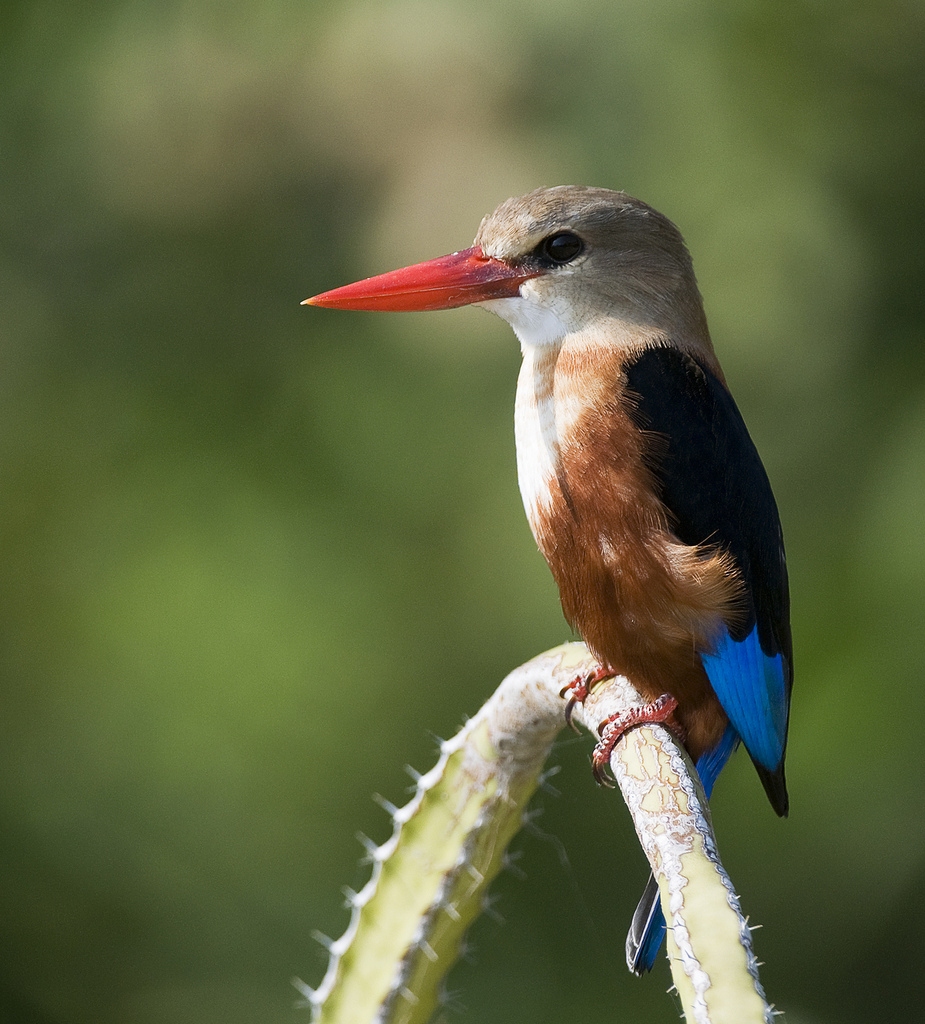  p>灰头翡翠是翠鸟亚目, a href="#" data-lemmaid="2501706">翠鸟科 