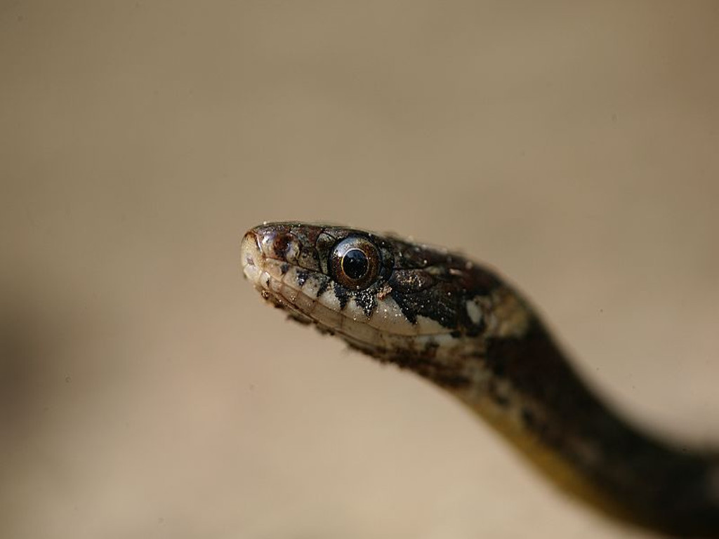  p>锈链腹链蛇( i>amphiesma craspedogaster /i>&nbsp;(boule