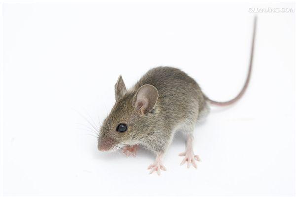  p>小家鼠(学名: i>mus musculus) /i>为 a href="#" data-lemmaid="