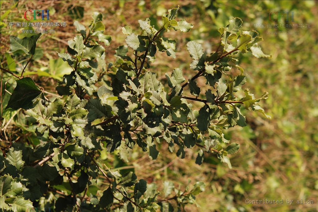  p>刺叶石楠(学名: i>photinia prionophylla /i> (franch.) c. k.