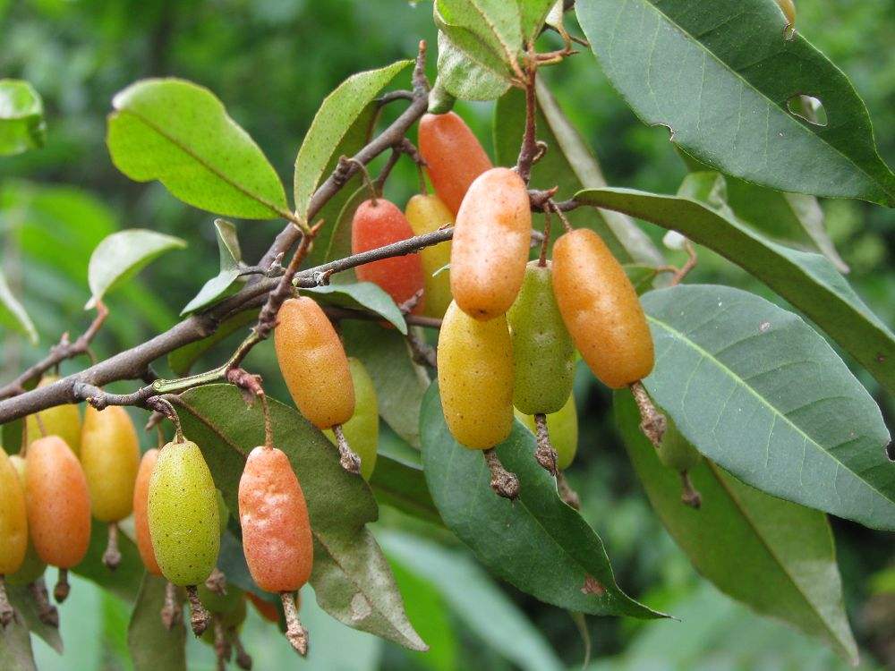  p>巴东胡颓子,别名: a target="_blank" href="/item/铜色叶胡颓子