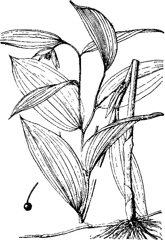  p>宝珠草是百合科 a href="#" data-lemmaid="1610975">万寿竹属 /a>