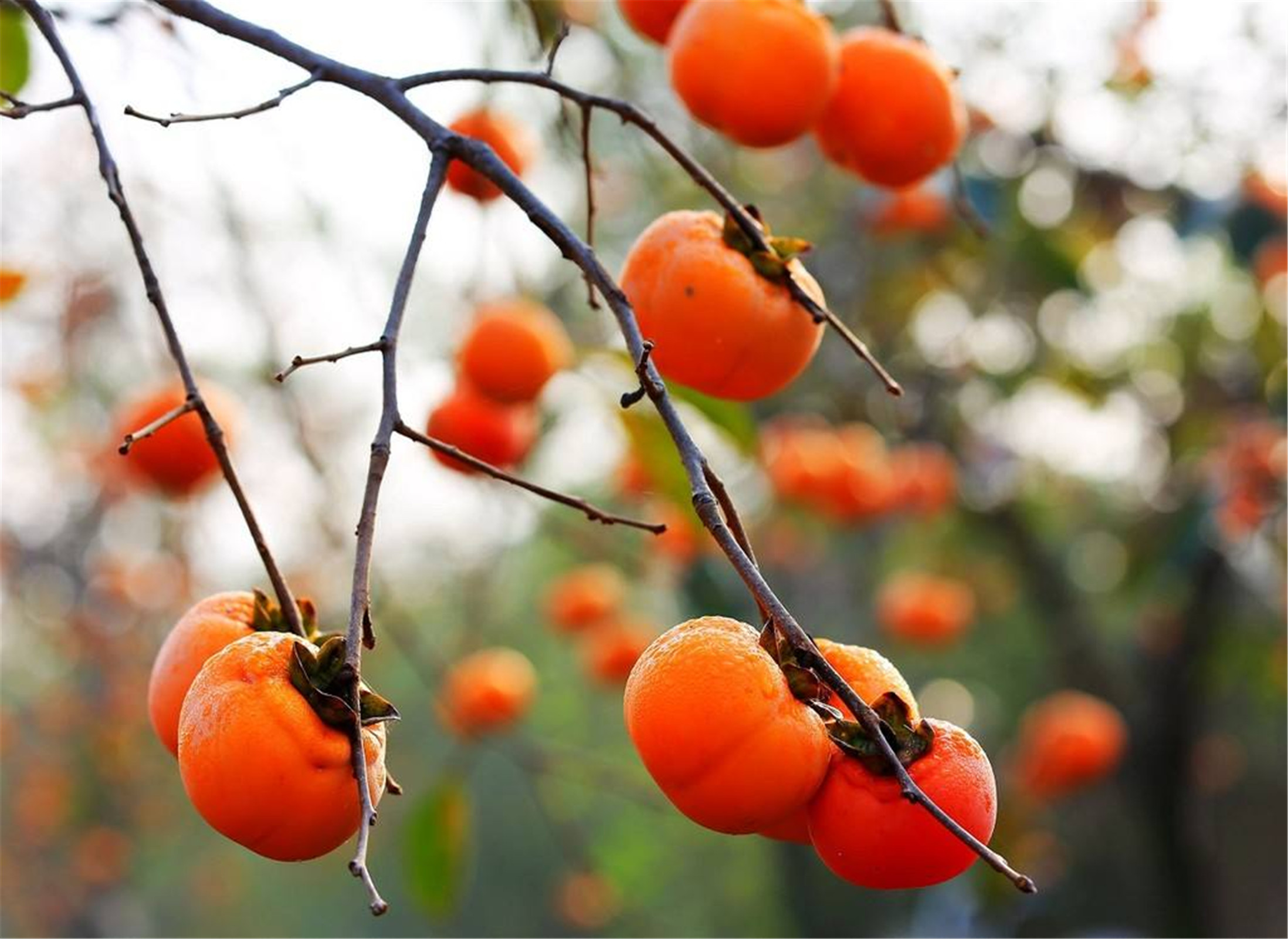  p>山柿子果(学名: i>lindera longipedunculata /i> allen)是樟科,山