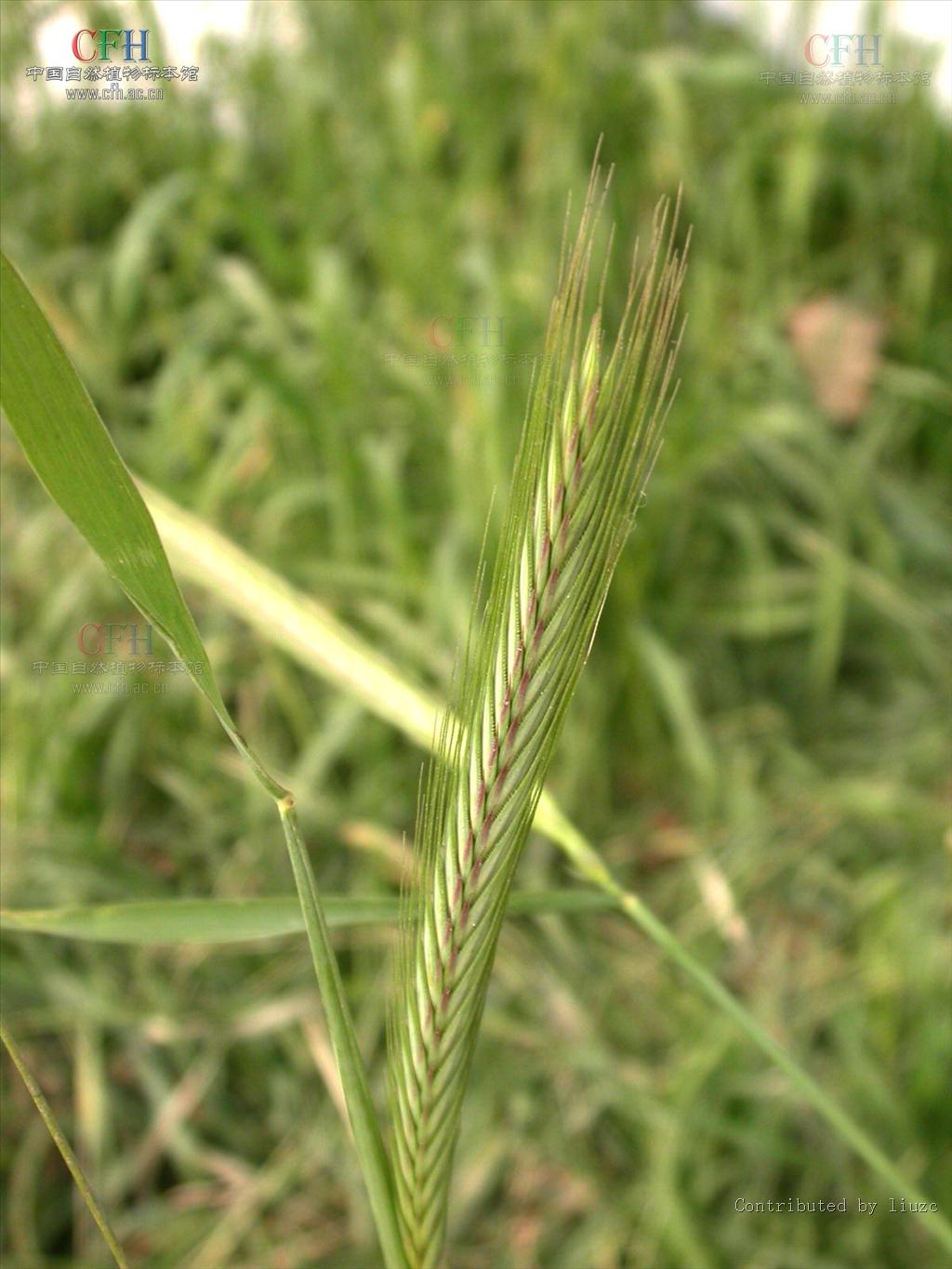  p>黑麦属(学名:secale)是禾本科下一个属, a href="#" data-lemmaid=