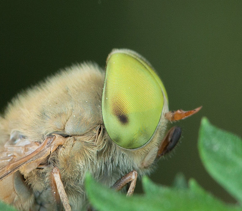 复眼中的小眼面一般呈六角形. /p>