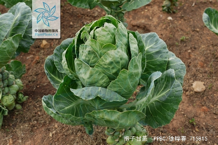 brassica oleracea var. gemmifera