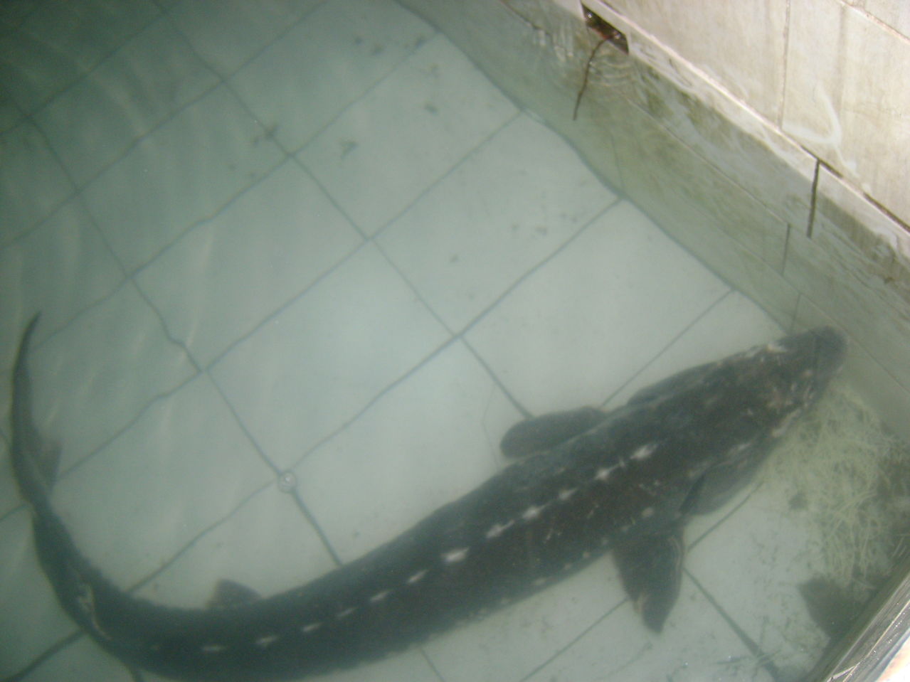  p>波斯鲟(学名: i>acipenser persicus /i>)是鲟科,鲟属鱼类.