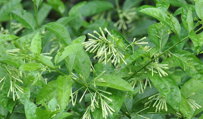  p>夜香树,又叫 a href="#" data-lemmaid="16210">夜来香 /a>,夜香花