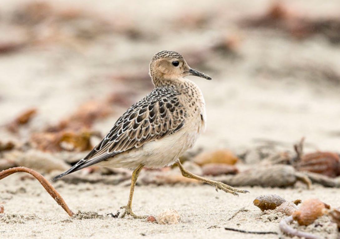 buff-breasted sandpiper