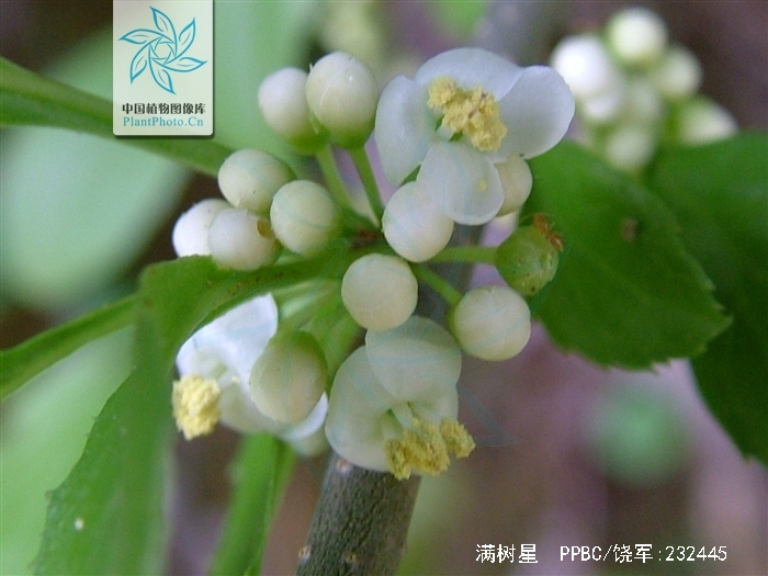  p>满树星,中药名.