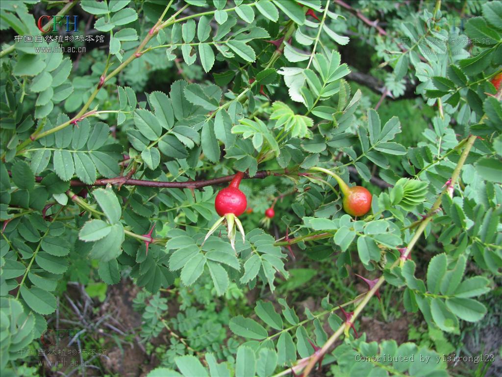  p data-id="gnayacfgep">刺石榴又名山石榴,是蔷薇科蔷薇属 a target