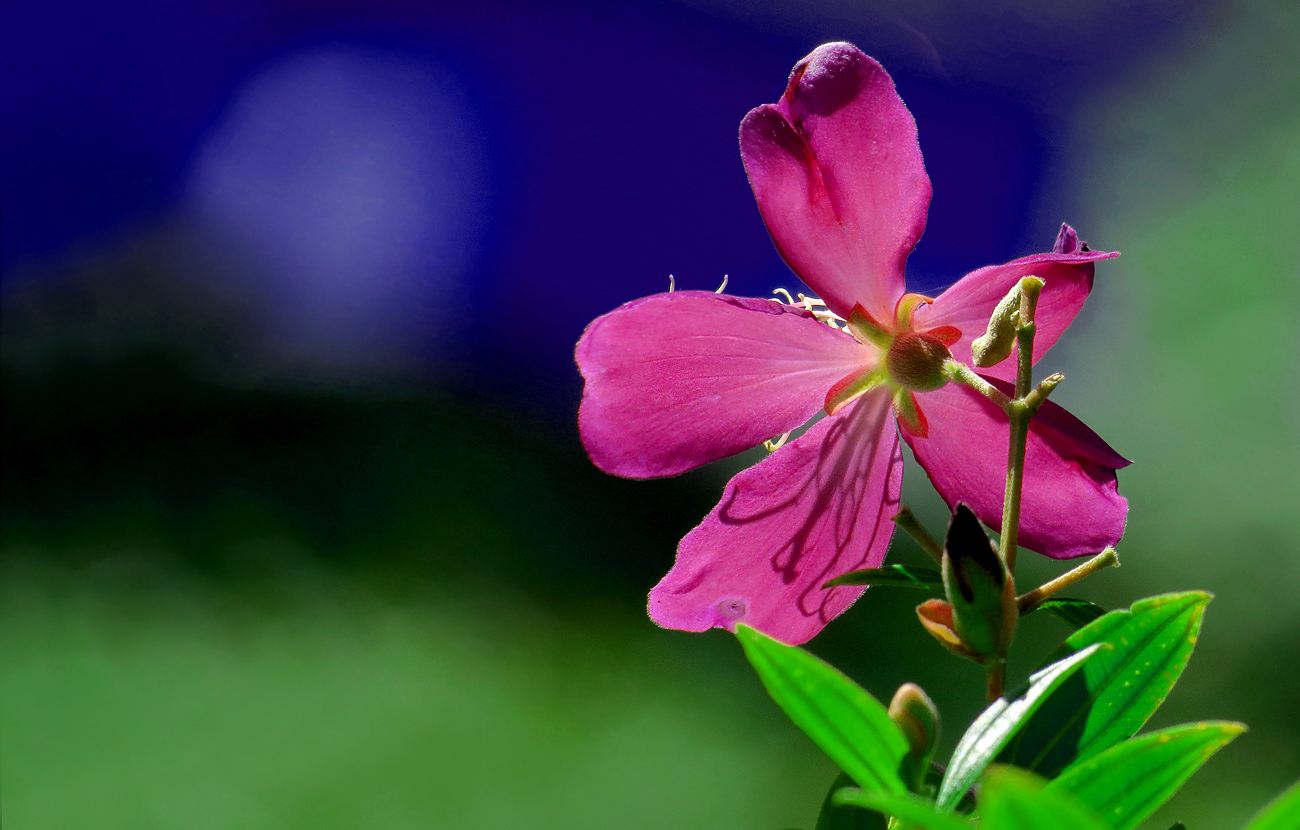  p>大野牡丹,别名:大暴牙郎,拉丁文名:melastoma imbricatum wall.