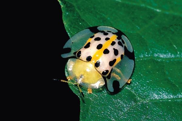 "3411657">完全变态 /a> a target="_blank" href="/item/昆虫/30467"