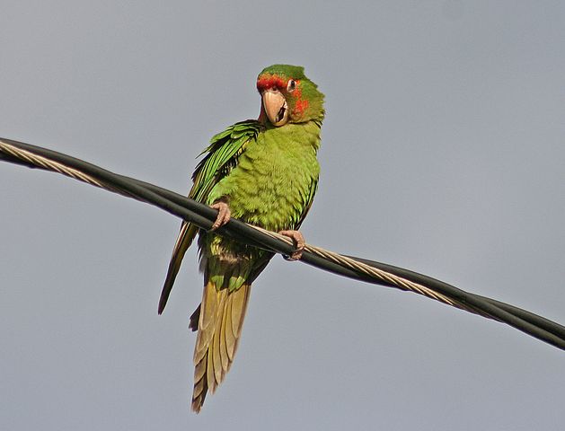 米特雷锥尾鹦鹉