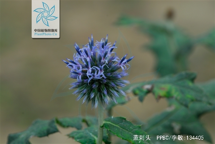  p>蓝刺头(学名: i>echinops sphaerocephalus /i> l.