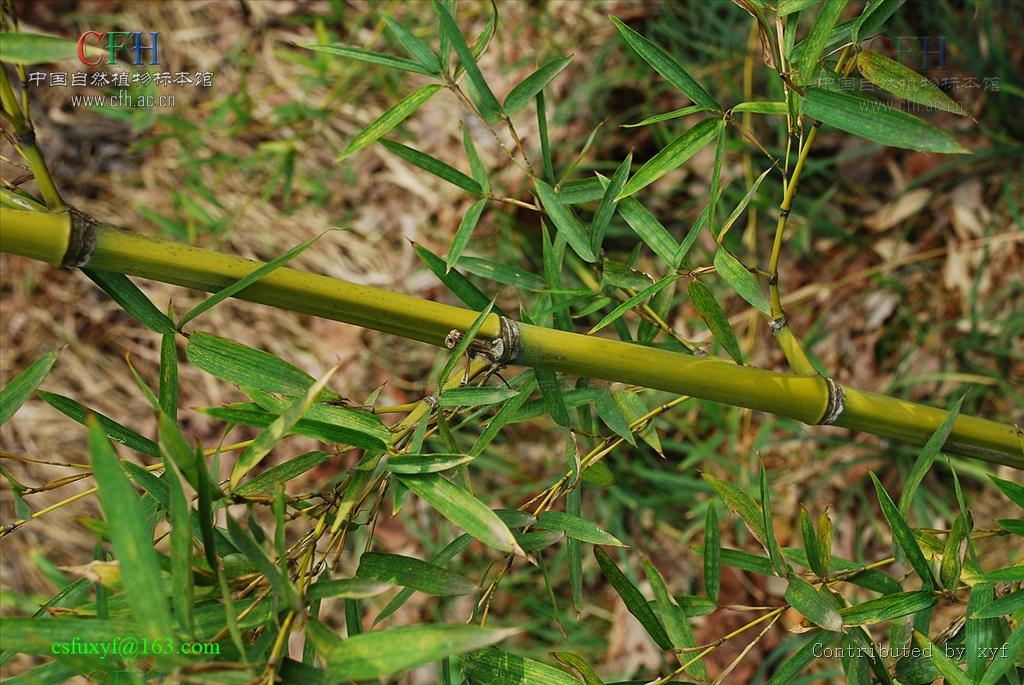  p> a target="_blank" href="/item/横枝竹/2593857" data-lemmaid="