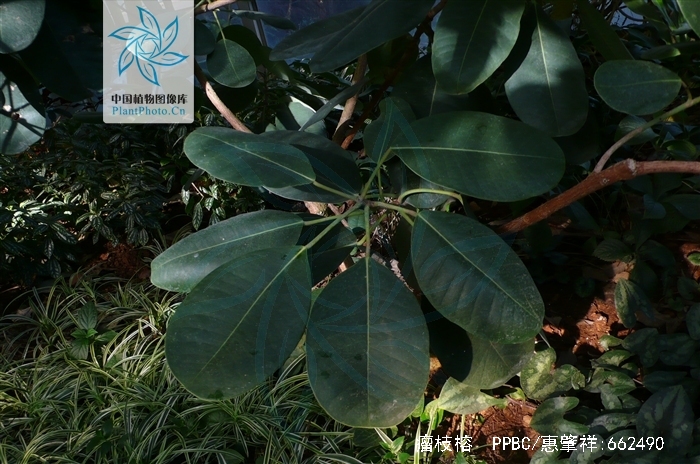  p> b>瘤枝榕 /b>(学名: i>ficus maclellandi /i>)是桑科榕属植物.