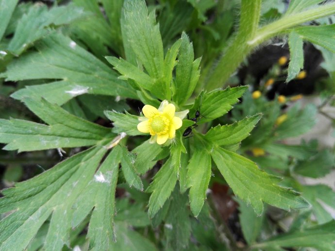  p>茴茴蒜(学名: i>ranunculus chinensis /i> bunge)是毛茛科,毛茛属