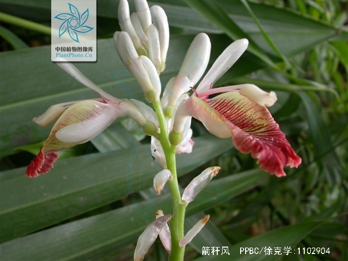  p>箭秆风( a target="_blank" href="/item/学名/8074290" data