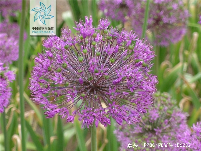  p>藠头(学名: i>allium chinense /i> g.