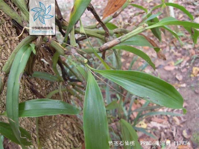  p>节茎石仙桃(学名: i>pholidota articulata  /i> lindl.